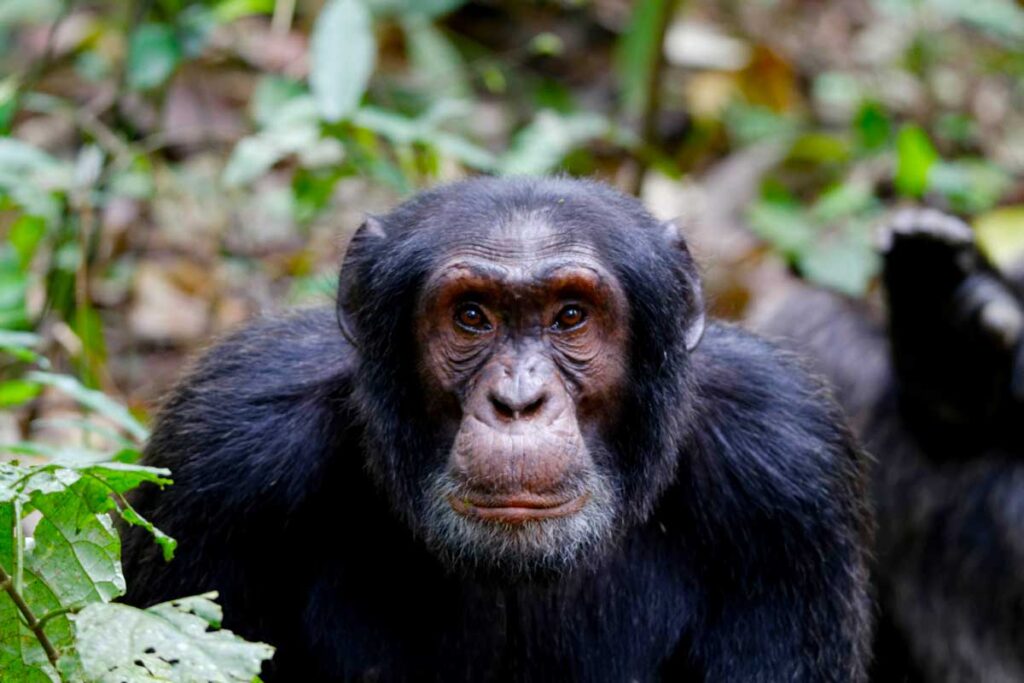 2 Days Nyungwe Chimpanzee Trekking