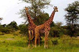 3 Days Akagera Wildlife Safari