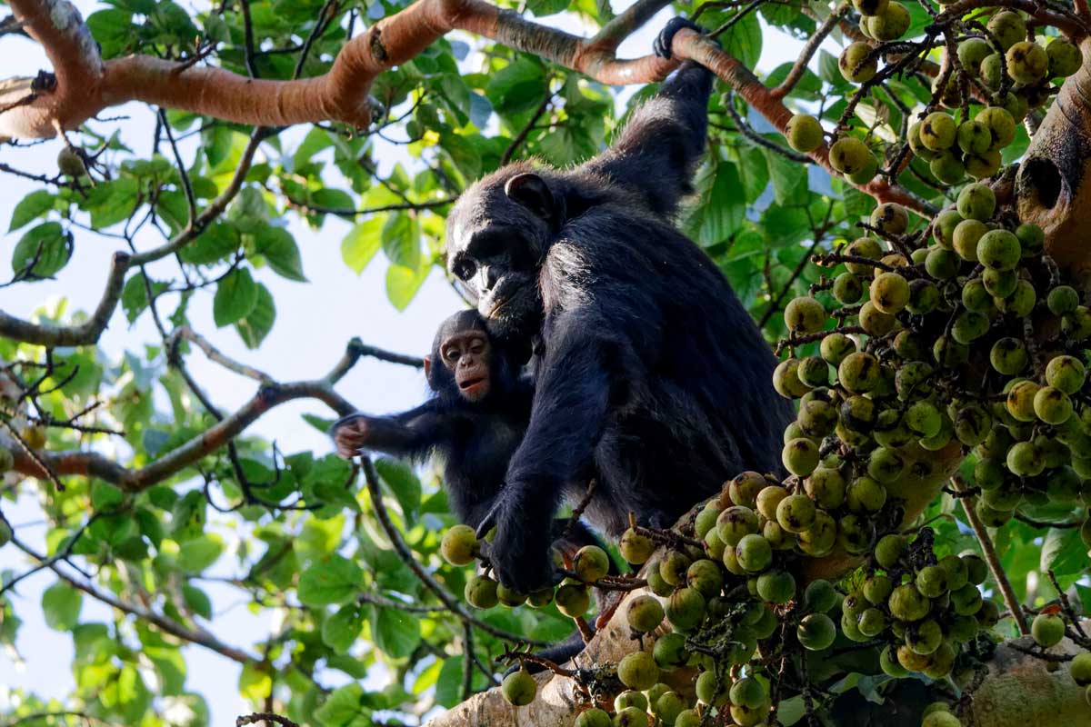 6 Days Chimpanzee and Gorilla Habituation