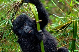 8 days gorilla and chimps tracking rwanda