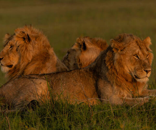 6 Days Kenya Wildlife Safari
