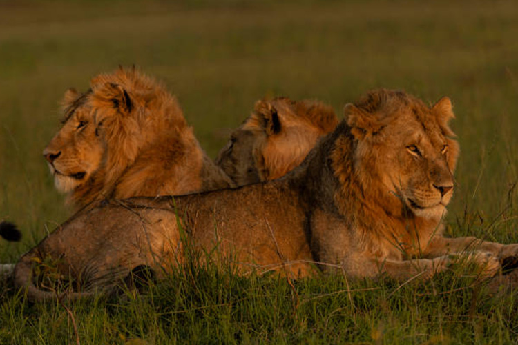 6 Days Kenya Wildlife Safari