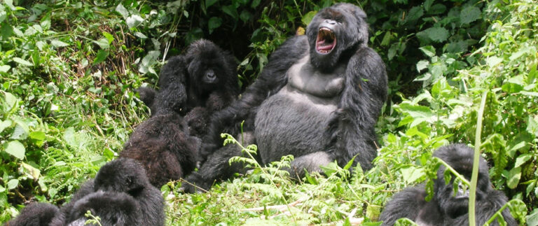 Gorilla Trek In Rwanda