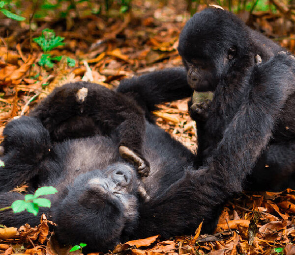 What To Expect During A Gorilla Trek In Rwanda