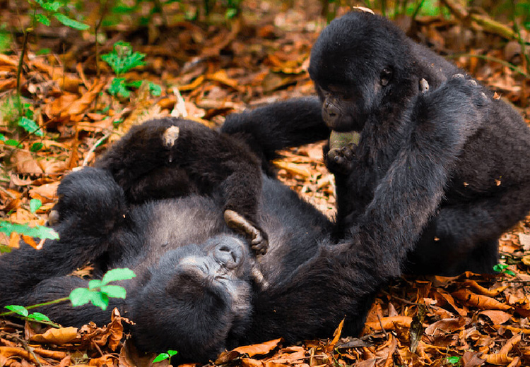 What To Expect During A Gorilla Trek In Rwanda