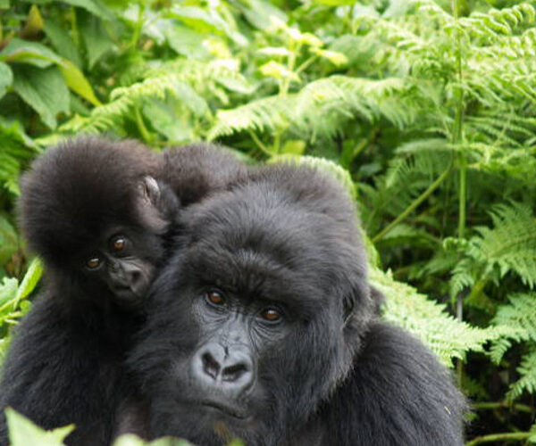 Best time to Go For Gorilla Trekking in Uganda