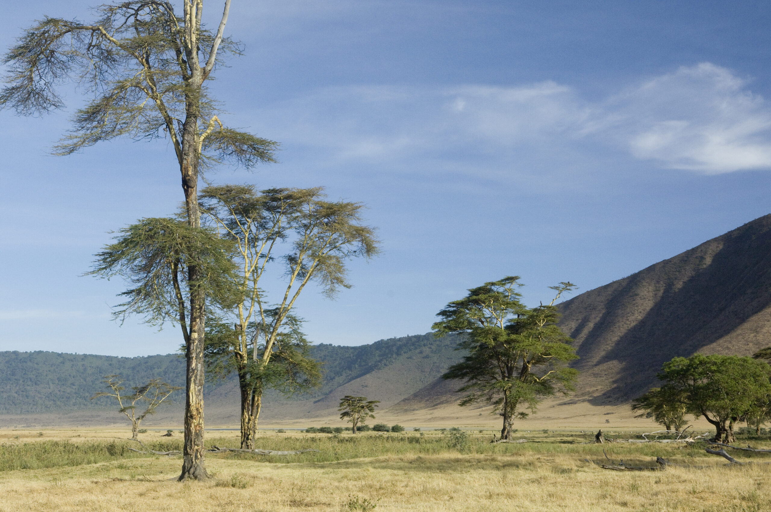 1 Day Ngorongoro Crater Tour