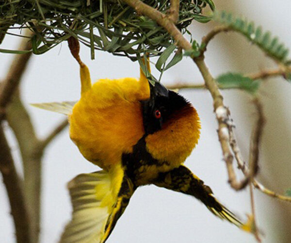 5 Day Birding Akagera national park
