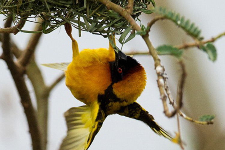 5 Day Birding Akagera national park