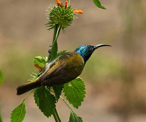 7 Days Birding and Wildlife Safari Rwanda