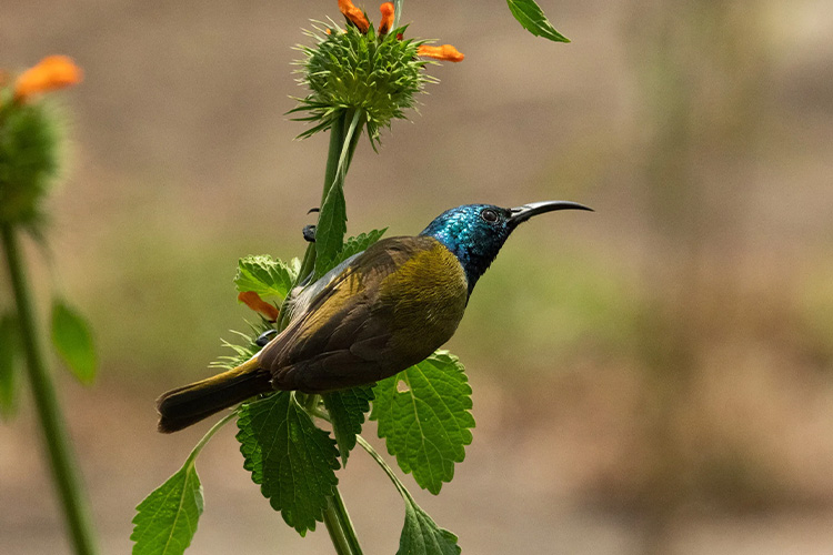 7 Days Birding and Wildlife Safari Rwanda